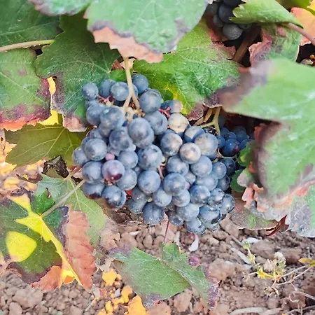 Historic Vineyard Retreat - 1785 Country In Peral Casa vacanze *